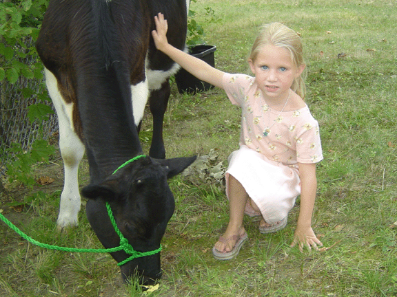 heifer1.gif