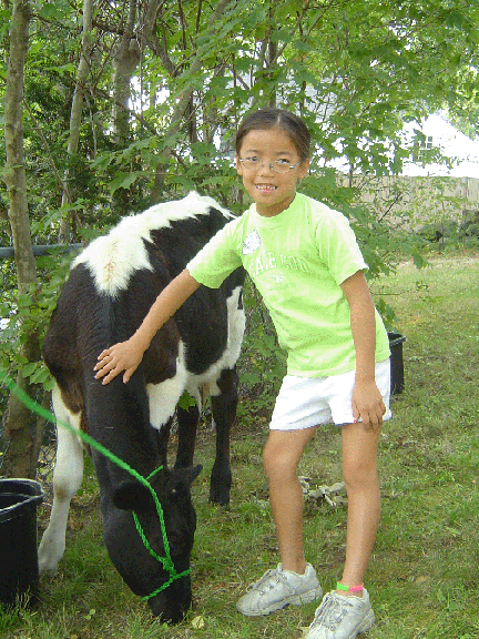 heifer2.gif